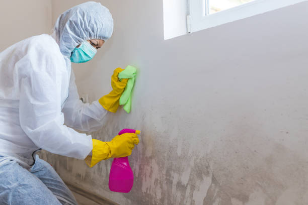 Why You Should Choose Our Mold Remediation Services in Kissee Mills, MO